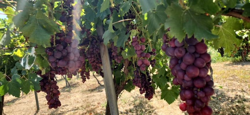 TAE, bağcılığın geliştirilebilmesi amacıyla 6’sı yeni 12 sofralık üzüm çeşidini denemeye aldı