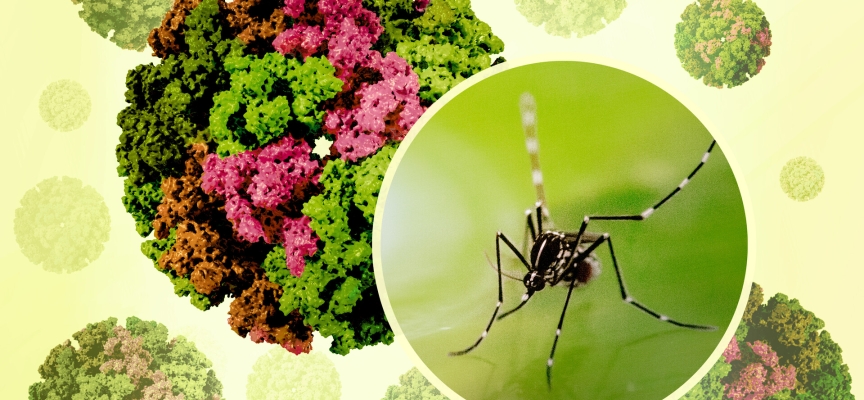 Çin’de chikungunya virüsü: Sivrisinek kaynaklı salgın büyüyor