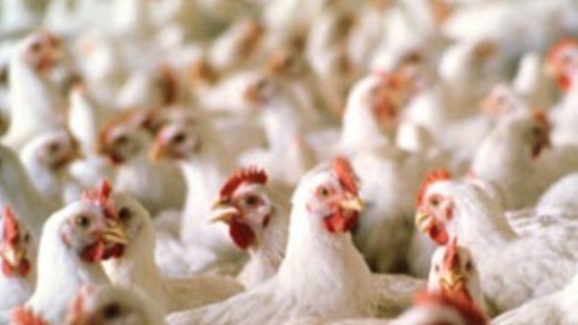 KKTC'de hormonlu tavuk mu yiyoruz?