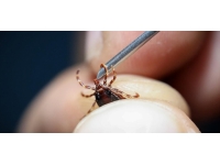 Tokat'ta 5 kişi KKKA hastalığı teşhisiyle tedavi görüyor