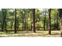 AFAD'dan 6 il için 'orman yangını' uyarısı