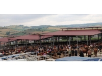 Havza'da canlı hayvan pazarında Kurban Bayramı hareketliliği başladı