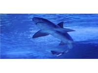 Mısır'da köpek balığı saldırısı: 1 ölü