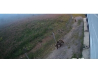 Çilek hırsızı ayılar kameralara yakalandı