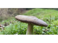 Bolu’da mantardan zehirlenen 3 kişi hastaneye kaldırıldı