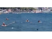 Köpek balığı sandılar, Akdeniz Zarganası çıktı