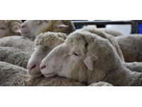 Kurban Bayramı ne zaman 2022? Kurban Bayramı 2022 hangi güne denk geliyor?