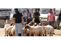Şanlıurfa'daki hayvan pazarlarında hareketlilik