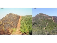 25 yıllık emniyet şeridi yine yangına set oldu