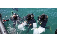 Çanakkale’de 300 yavru ıstakoz denize bırakıldı