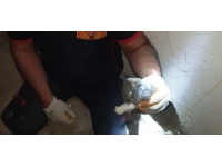 Ağrı'da dere kenarında mahsur kalan kedi yavrusu kurtarıldı