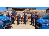 Aksaray'da çalınan 8 büyükbaş bulunarak sahibine teslim edildi