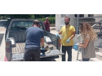 Hatay'da yaralı caretta caretta tedaviye alındı