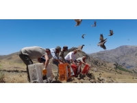 Elazığ'da 1000 kınalı keklik doğaya bırakıldı