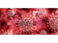 DSÖ: Dünya genelinde 6 binin üzerinde maymun çiçeği vakası var