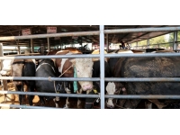 Aksaray Belediyesi kurban kesim yerlerini belirledi