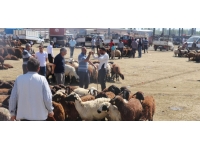 Iğdır'daki hayvan pazarında Kurban Bayramı yoğunluğu yaşanıyor