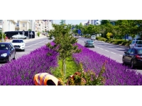 Bilecik orta refüjünü süsleyen lavantalar çiçek açtı