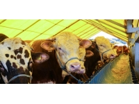 4 günlük Kurban Bayramı yarın başlıyor