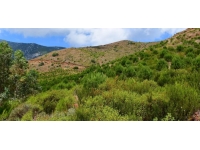 Mersin ve Kars'ta ormanlık alanlara giriş yasaklandı