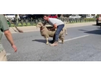 Kamyonetten atlayan koyunlar yakalandı: O anlar kamerada