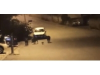 Bursa'da aç kalan domuzlar şehir merkezine indi