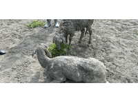 Hatay'da kanalizasyon çukuruna düşen koyun kurtarıldı