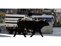 Rize'de kaçan boğa 1 saatlik kovalamacanın ardından yakalandı