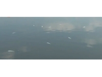 Balık ölümleri üzerine Bafra göletinde su örnek analizi yapıldı