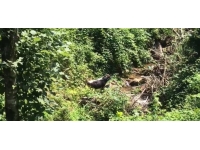 Rize’de kaçan boğa sahibini yaraladı