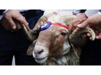 4 gün sürecek Kurban Bayramı’nın bugün ikinci günü