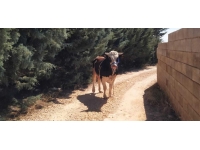 Firar eden kurbanlığın kaçışı 2 gün sürdü