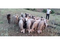 Kaybolan koyunlar dron ile bulundu