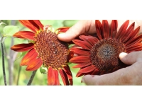 Edirne'de kırmızı ayçiçekleri çiçek açtı