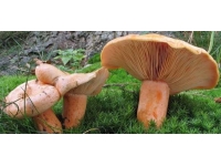 Çorum ve Giresun'da mantardan zehirlenen 23 kişi hastaneye kaldırıldı