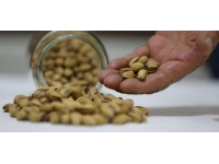 Yılın ilk yarısında 111 milyon dolarlık Antep fıstığı ihracatı