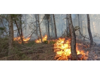 Datça'da orman yangını