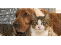 Kedi ve köpeklerin mağazalarda sergilenmesi yasaklanıyor