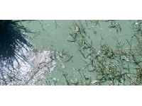 Rengi değişen Sazlıdere Barajı için inceleme başlatıldı