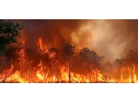 Fransa'da yangın: 7 bin hektardan fazla alan kül oldu