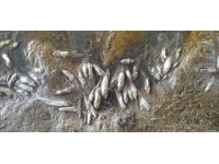 Sivas'ta toplu balık ölümlerine inceleme