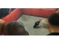 Derneğe yapılan horoz dövüşü baskınında 150 kişi yakalandı