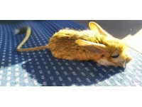 Bitkin halde bulunan Arap Tavşanı tedavi altına alındı