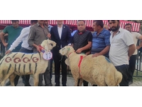 Yozgat’ta koç ve buzağı güzellik yarışması yapıldı