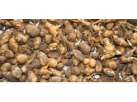 Sivas'ta salep soğanı toplayanlara 986 bin lira ceza kesildi