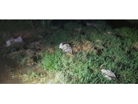 Konya'daki Düden Göleti'nde toplu martı ölümleri görüldü