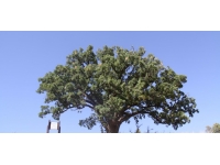 Mersin'in 'simge ağacı'na matkapla zarar veren 3 şüpheli gözaltında