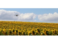 Trakya'da çayır tırtılı görülen ayçiçeği tarlaları ilaçlandı