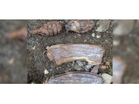 Tunceli'de ormanlık alanda el bombası ve mühimmat bulundu