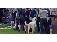 Başıboş köpek, mezuniyet töreninde insanlara saldırdı: O anlar kamerada